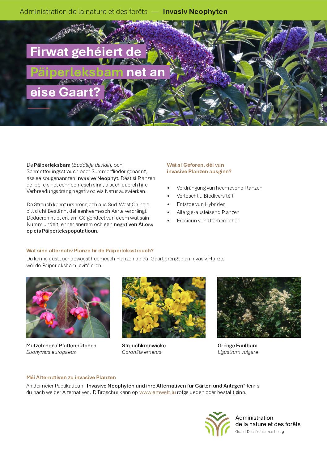 Invasiv Neophyten - Päiperkeksbam